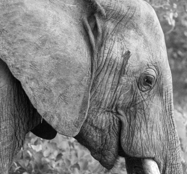 A smiling elephant